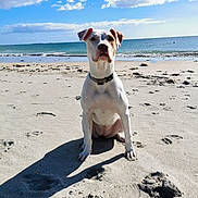 Skaïa a rejoint le concours — aidez-le/la à gagner de superbes lots ! dog, beach, ocean, seaside, sand, sky, clouds, sunny, outdoor, sitting, portrait, white_dog, collar, shadow, waves, shoreline, coast, animal, nature, vacation