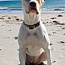 Skaïa participe au concours pour gagner de l'argent avec cette photo : dog, beach, sand, ocean, sea, sky, clouds, shoreline, waves, white_dog, sitting, portrait, collar, short_hair, outdoors, daylight, shadow, seaweed, animal, coastal