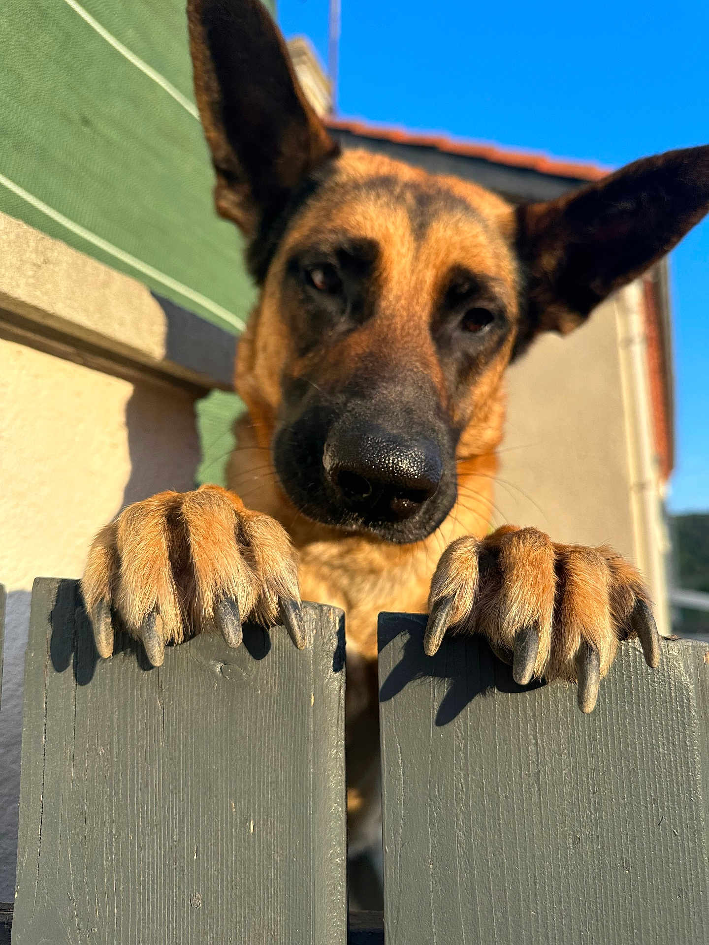 Shiva participe au concours pour gagner de l'argent avec cette photo : dog, german_shepherd, paw, claw, fence, outdoor, sunlight, blue_sky, animal, pet, curious, portrait, close_up, ears, snout, wood, shadow, daylight, nature, watchful