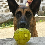 Shiva a rejoint le concours — aidez-le/la à gagner de superbes lots ! german_shepherd, dog, yellow_ball, toy, stone_ledge, blurred_background, person, outdoor, stone_wall, ears, nose, fur, face, animal, pet, playful, waiting, close_up, focus, daylight
