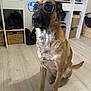 Shiva a rejoint le concours — aidez-le/la à gagner de superbes lots ! dog, glasses, indoors, floor, sitting, brown_fur, pet, canine, shelf, basket, organized, home, quiet, calm, portrait, looking_away, light_wood_floor, furniture, domestic, cute