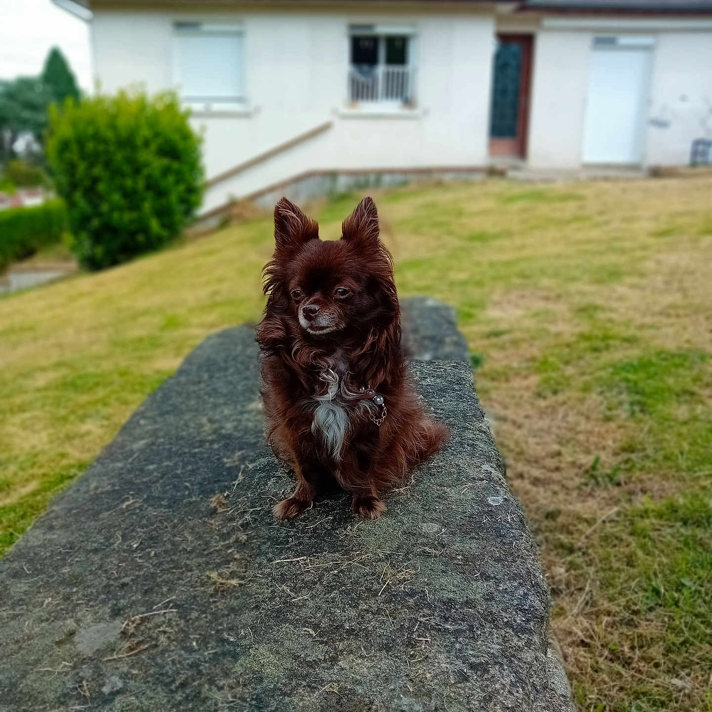 Praline participe au concours pour gagner de l'argent avec cette photo : animal, architecture, backyard, building, canine, dog, grass, house, housing, lawn, nature, neighborhood, outdoors, pet, plant, puppy, rock, shelter, tree, yard