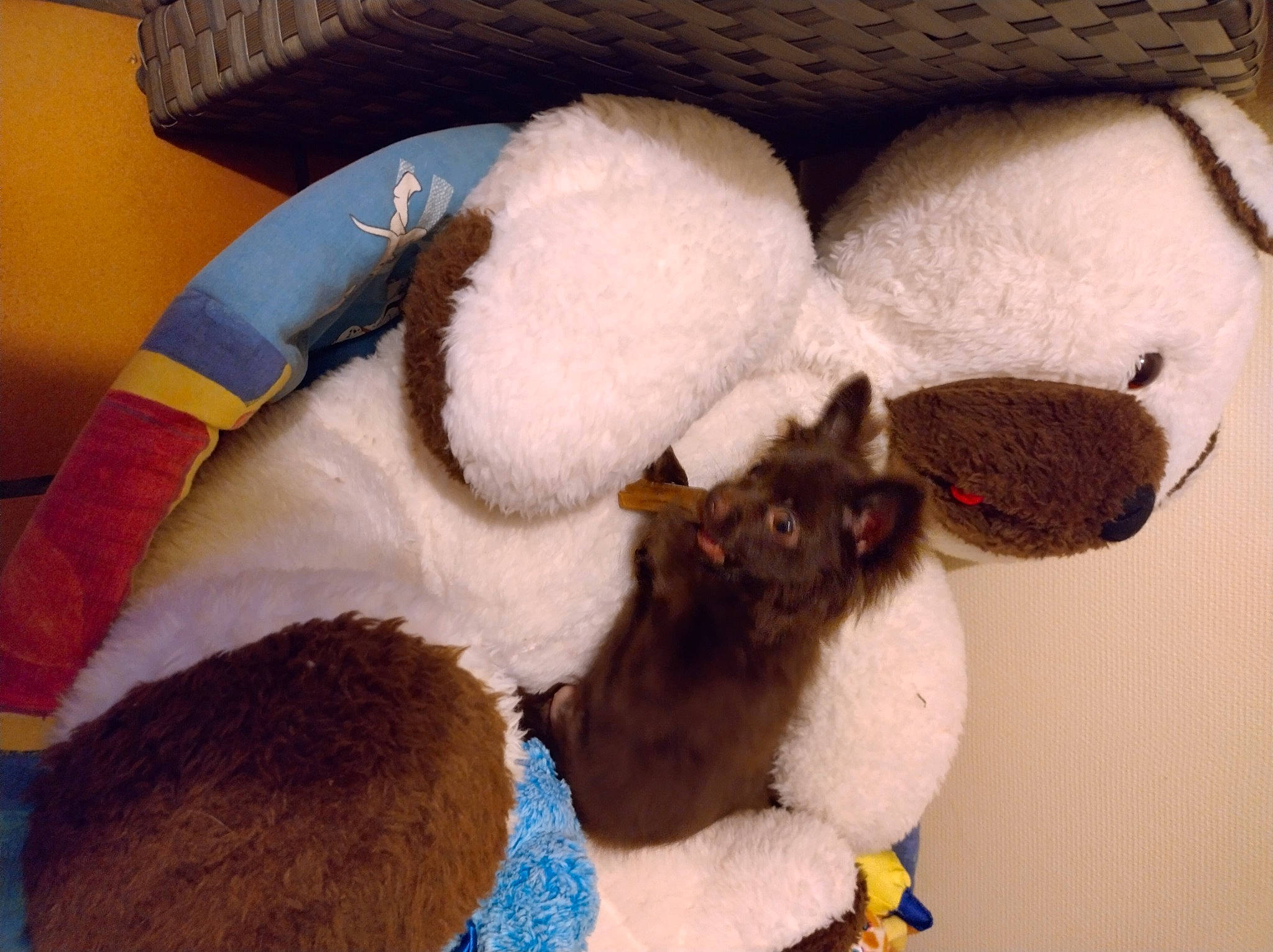 Tanya participe au concours pour gagner de l'argent avec cette photo : cat_bed, cat_supply, chinchilla, comfort, companion_dog, domestic_rabbit, domestic_short_haired_cat, fawn, felidae, fur, pet_supply, plush, rabbits_and_hares, small_to_medium_sized_cats, stuffed_toy, tail, terrestrial_animal, toy, whiskers, wool