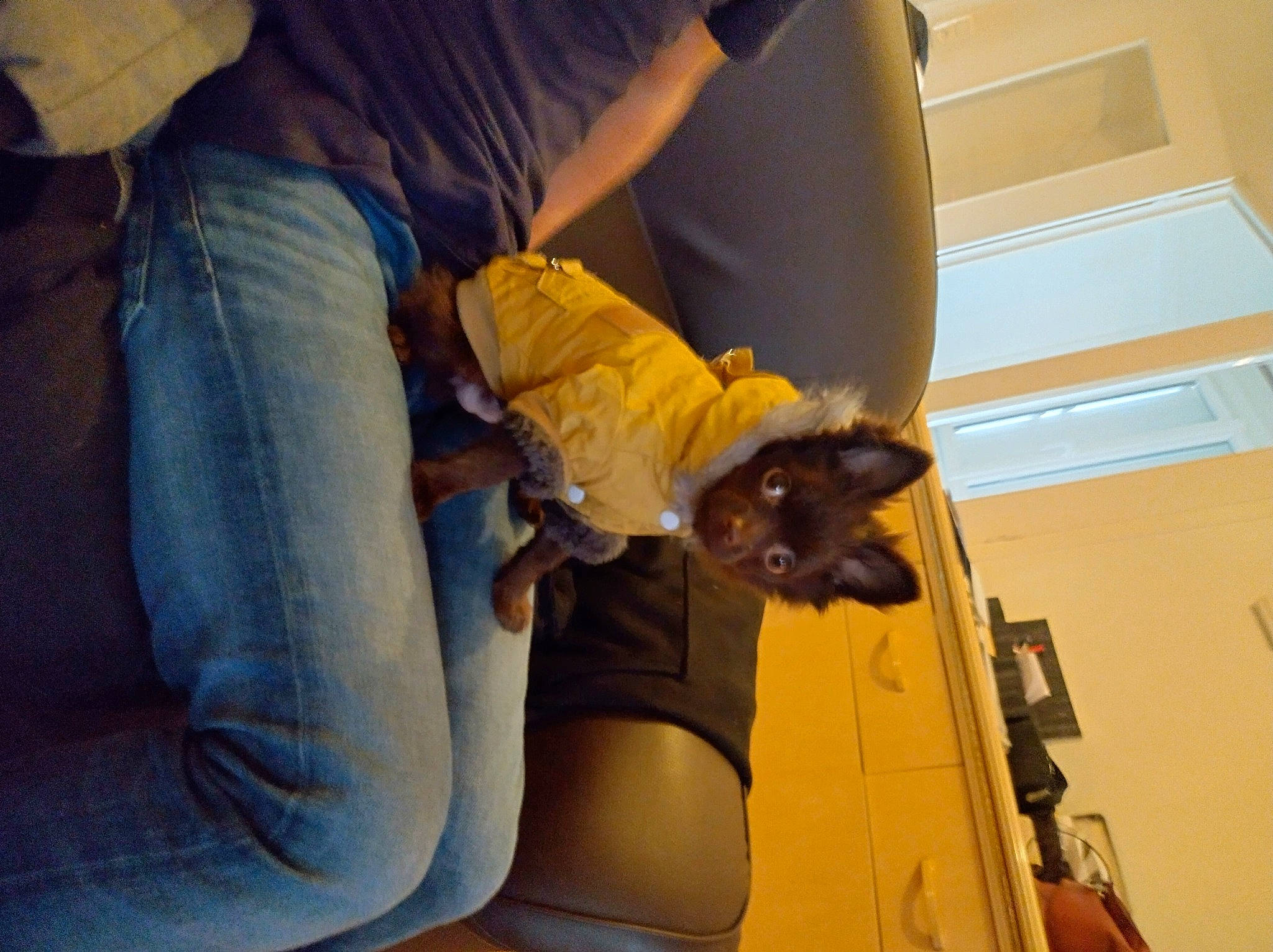 Tanya a rejoint le concours — aidez-le/la à gagner de superbes lots ! canidae, carnivore, comfort, companion_dog, denim, dog, dog_breed, fawn, felidae, flooring, fur, human_leg, jeans, knee, small_to_medium_sized_cats, sporting_group, thigh, toy_dog, veterinarian, wood