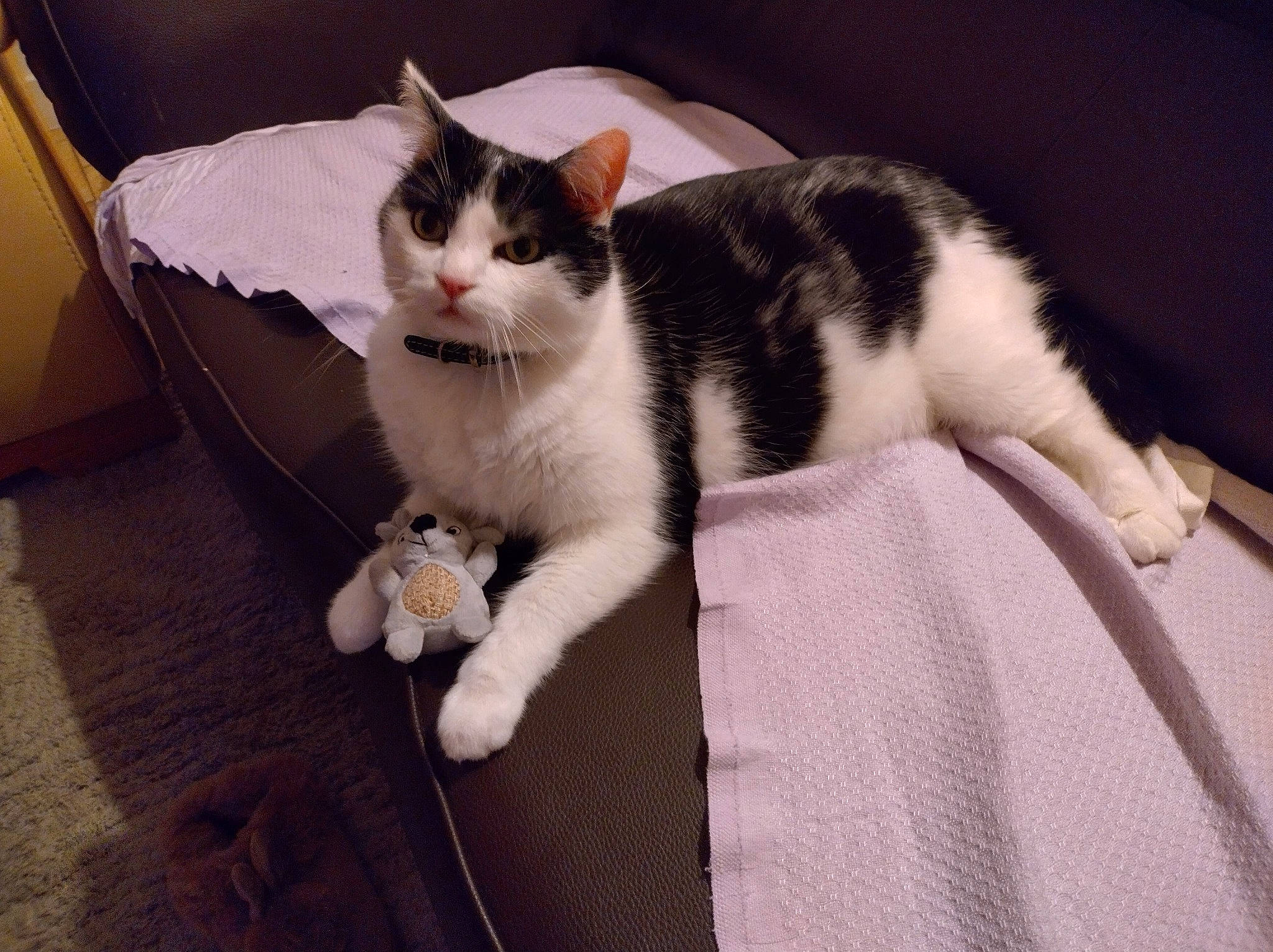 Kinoa a rejoint le concours — aidez-le/la à gagner de superbes lots ! box, carnivore, carton, cat, comfort, domestic_short_haired_cat, felidae, flooring, fur, linens, paw, shipping_box, sitting, small_to_medium_sized_cats, snout, tail, whiskers, wood