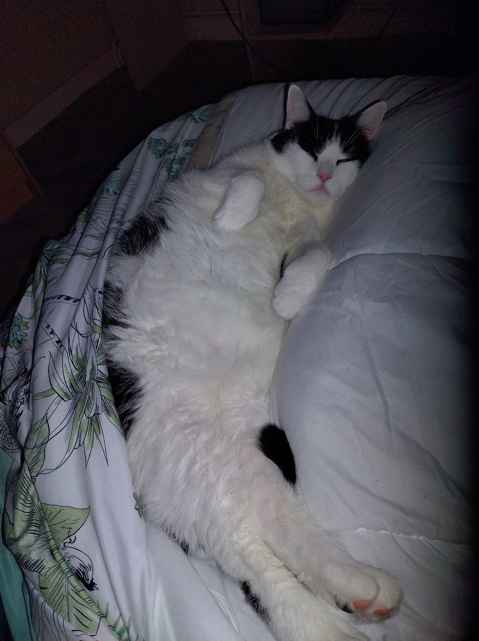 Kinoa participe au concours pour gagner de l'argent avec cette photo : canidae, carnivore, cat, cat_bed, claw, comfort, companion_dog, dog_breed, duvet, felidae, fur, nap, paw, sleep, small_to_medium_sized_cats, tail, whiskers