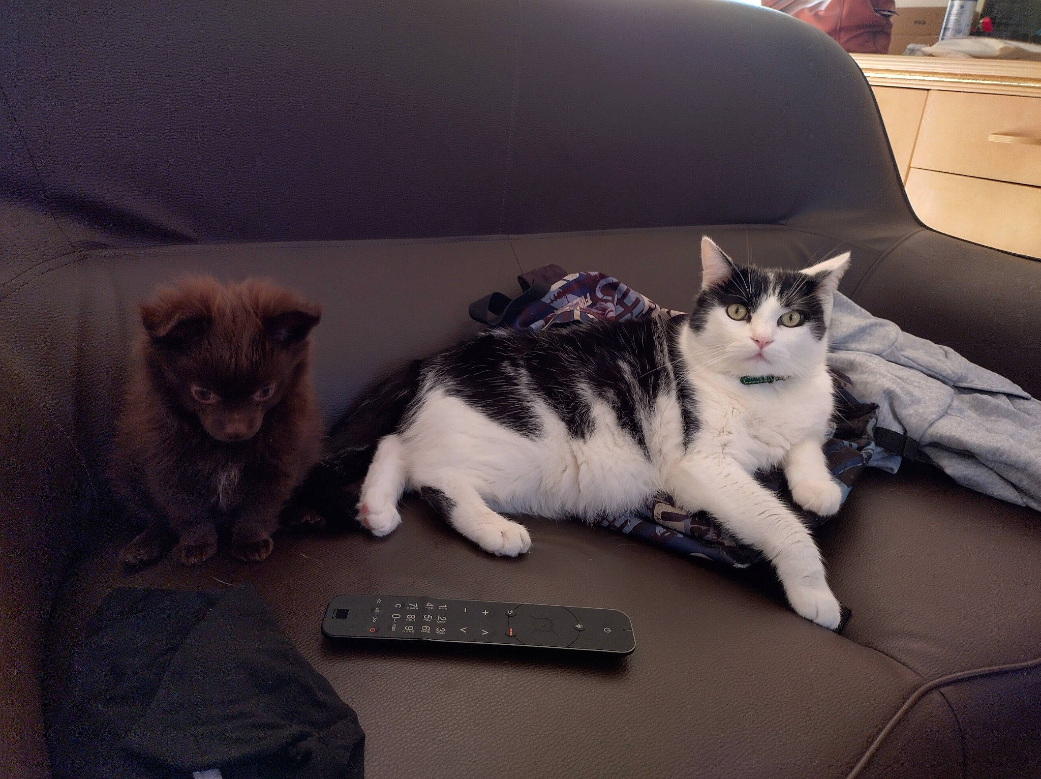 Kinoa participe au concours pour gagner de l'argent avec cette photo : cabinetry, carnivore, cat, comfort, couch, domestic_short_haired_cat, felidae, fur, grey, hardwood, lap, living_room, mammal, paw, sitting, small_to_medium_sized_cats, tail, vertebrate, whiskers, window