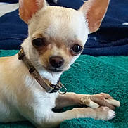 Miska participe au concours pour gagner de l'argent avec cette photo : carnivoran, chihuahua, companion_dog, corgi_chihuahua, dog, dog_breed, dog_breed_group, dog_like_mammal, fawn, puppy, snout, toy_dog