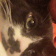 Oreo joined the competition — help win amazing prizes! cat, close_up, black_and_white, whiskers, fur, eye, pet, indoor, animal, face, feline, cute, soft, portrait, muzzle, domestic, whisker, furry, closeup, companion