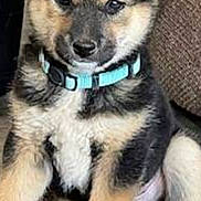 Mookie is registered to the contest to win money with this photo: animal, black, carpet, collar, couch, cute, dog, domestic, ears, face, fur, fur_pattern, indoor, paw, pet, puppy, sitting, tan, white, young