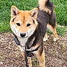 Mookie is registered to the contest to win money with this photo: alert, animal, canine, dog, ears, friendly, fur, grass, ground, harness, leash, mammal, nature, outdoor, pet, portrait, shiba_inu, standing, tail, young_dog
