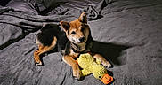 Mookie is registered to the contest to win money with this photo: animal, bed, black_and_tan, blanket, canine, collar, comfort, cute, dog, domestic, fur, indoor, looking_at_camera, lying_down, pet, plush_duck, relaxed, resting, soft_texture, toy