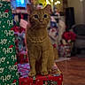 animal, blurred_background, cat, christmas, cute, decorations, domestic_cat, festive, furniture, gift_box, holiday, holiday_season, indoor, lights, orange_cat, pets, sitting, tabby, wood_floor, wrapped_presents