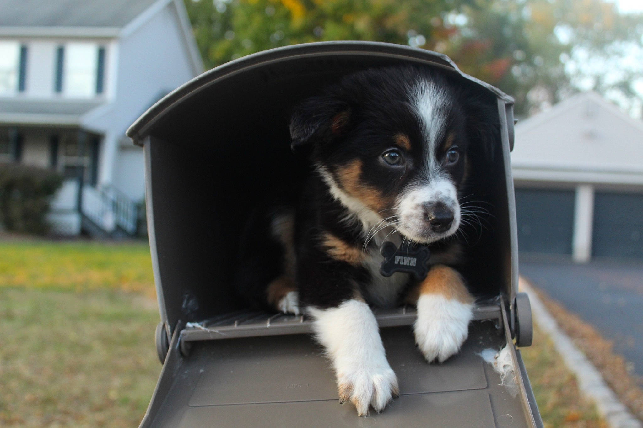 Finn is registered to the contest to win money with this photo: canidae, carnivore, companion_dog, cottage, dog, dog_breed, home, huntaway, laptop, mammal, pet_supply, puppy, snout, sporting_group, whiskers, working_animal, working_dog, yard