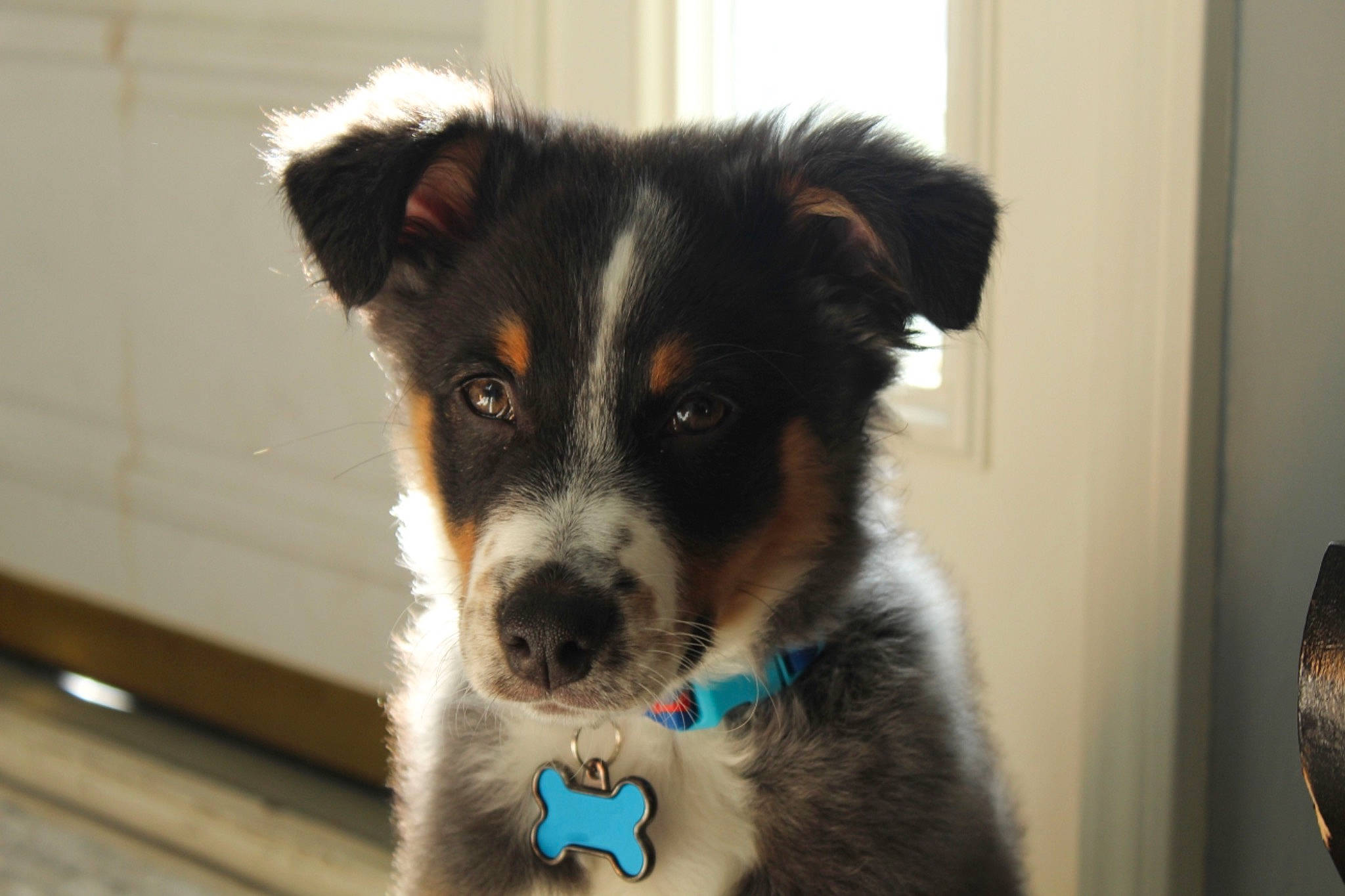 Finn is registered to the contest to win money with this photo: australian_collie, australian_shepherd, border_collie, canidae, carnivore, collar, companion_dog, dog, dog_breed, dog_supply, fur, herding_dog, mammal, pet_supply, snout, sporting_group, texas_heeler, whiskers, working_animal, working_dog