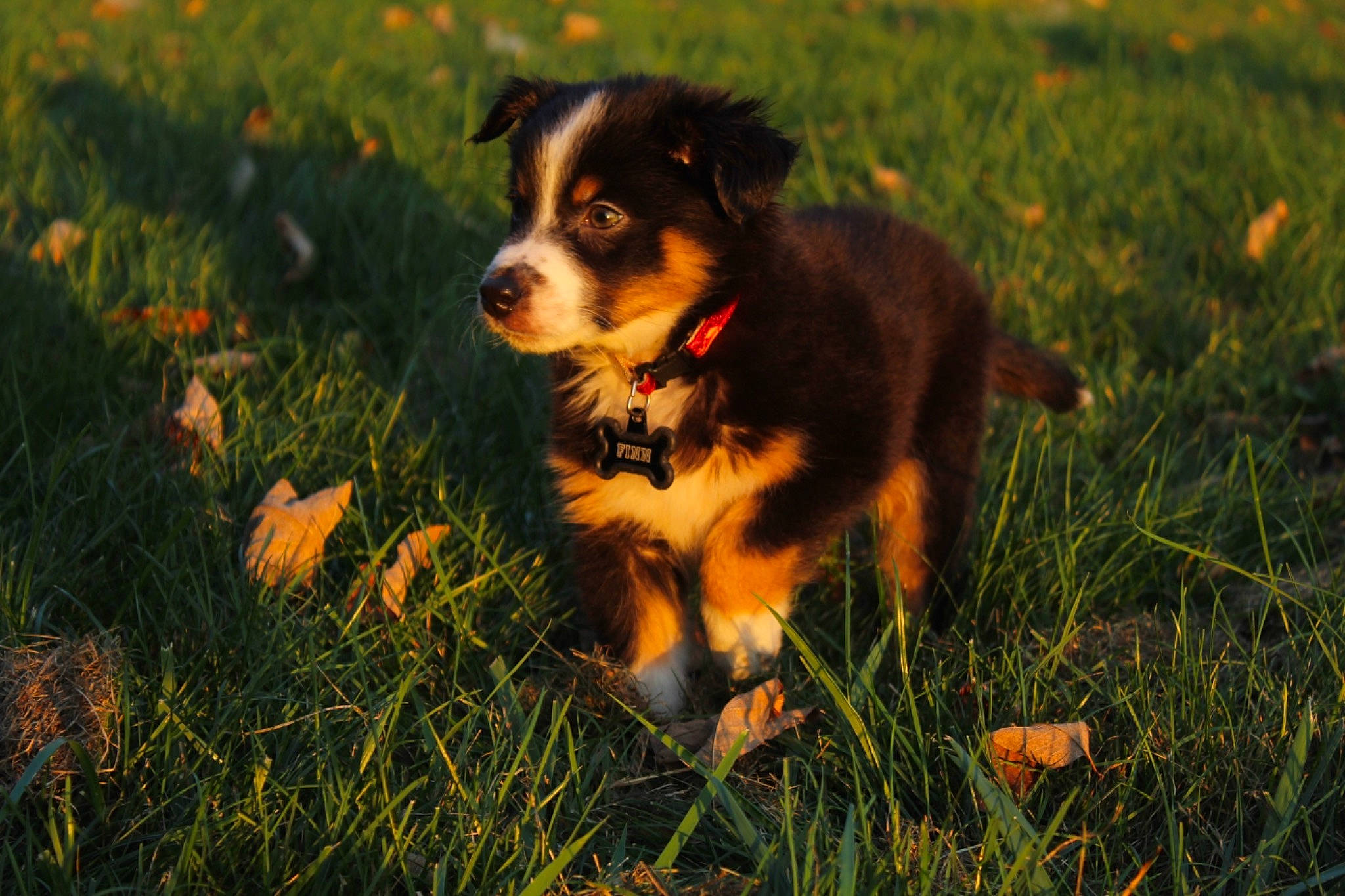 Finn joined the competition — help win amazing prizes! bernese_mountain_dog, canidae, carnivore, companion_dog, dog, dog_breed, dog_supply, english_shepherd, grass, grass_family, herding_dog, mammal, prairie, puppy, snout, sporting_group, working_animal, working_dog