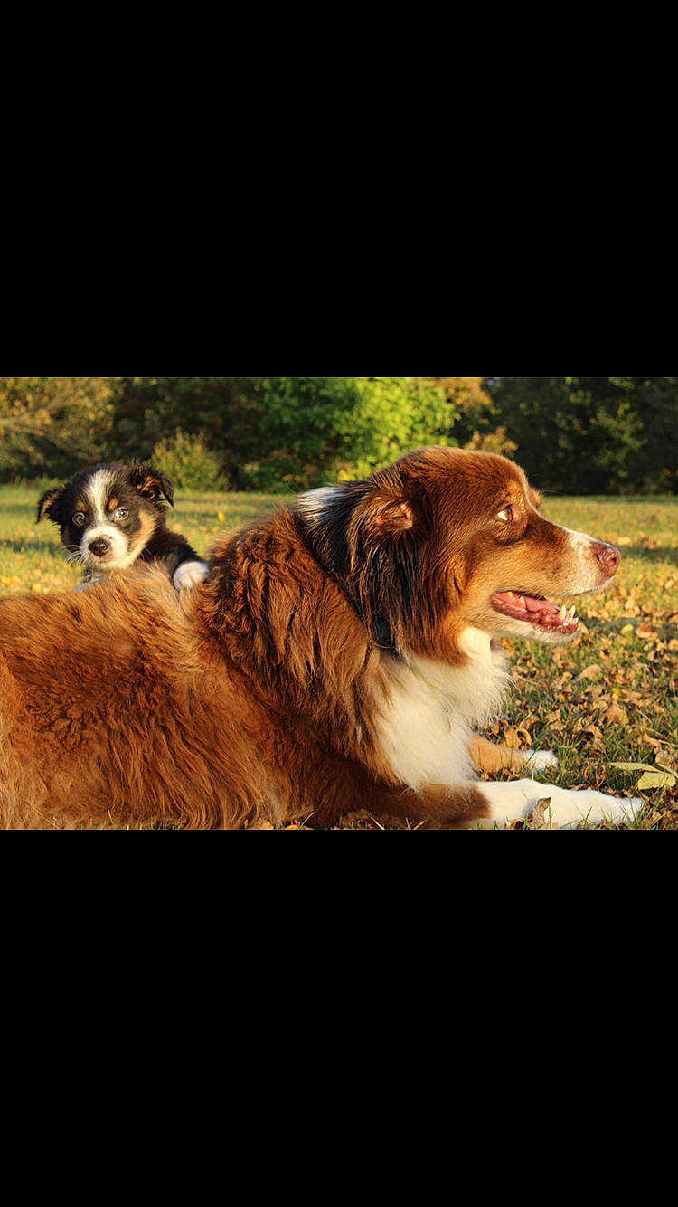 Finn is registered to the contest to win money with this photo: ancient_dog_breeds, australian_shepherd, canidae, carnivore, companion_dog, dog, dog_breed, english_shepherd, herding_dog, hunting_dog, liver, painting, sporting_group, terrestrial_animal, vertebrate, working_animal, working_dog