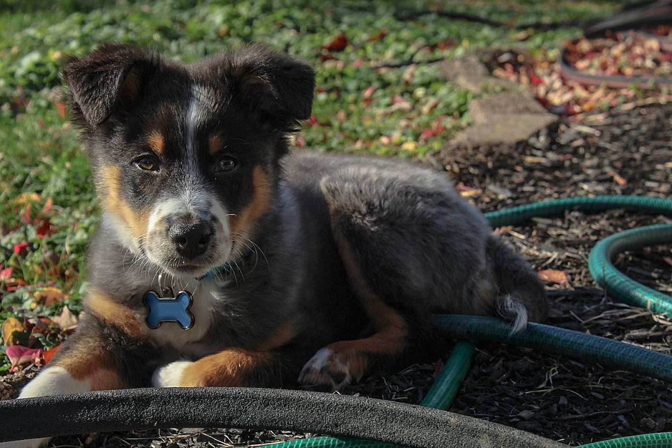 Finn joined the competition — help win amazing prizes! canidae, carnivore, companion_dog, dog, dog_breed, groundcover, herding_dog, huntaway, hunting_dog, snout, sporting_group, terrier, whiskers, working_animal, working_dog