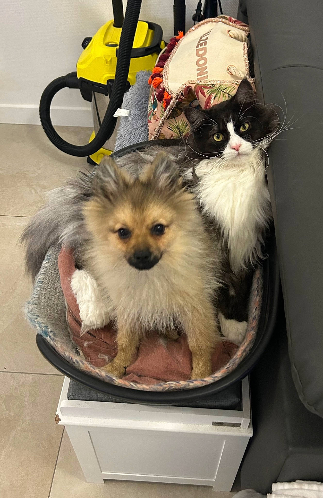 Ucco participe au concours pour gagner de l'argent avec cette photo : ancient_dog_breeds, backpack, bag, canidae, carnivore, cat, companion_dog, dog, dog_breed, dog_supply, fawn, fur, luggage_and_bags, pet_supply, sitting, small_terrier, sporting_group, tire, toy_dog, wheel