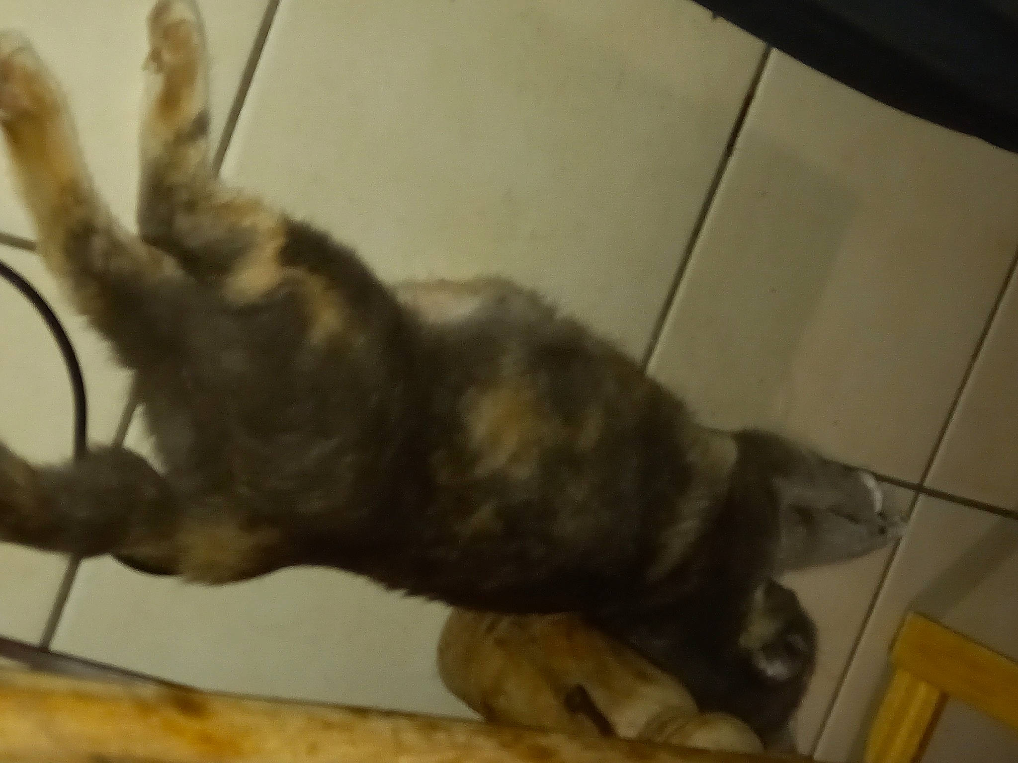 Sarabie participe au concours pour gagner de l'argent avec cette photo : canidae, carnivore, cat, claw, dog_breed, domestic_short_haired_cat, felidae, fur, paw, small_to_medium_sized_cats, snout, sporting_group, tail, terrestrial_animal, whiskers, wildlife