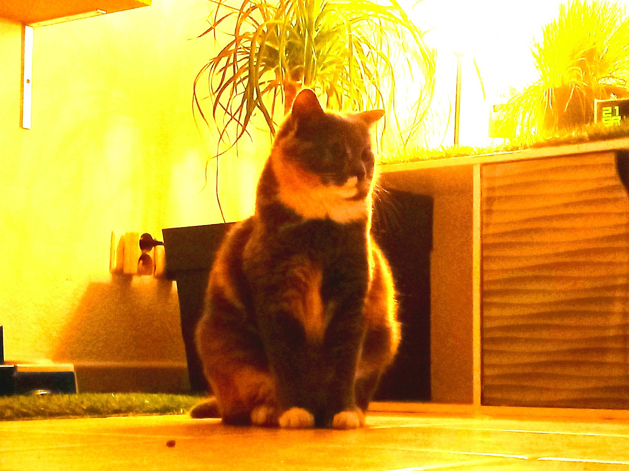 Sarabie a rejoint le concours — aidez-le/la à gagner de superbes lots ! carnivore, cat, comfort, felidae, floor, flooring, flowerpot, fur, hardwood, houseplant, light, orange, plant, small_to_medium_sized_cats, sunlight, tail, tints_and_shades, whiskers, window, wood