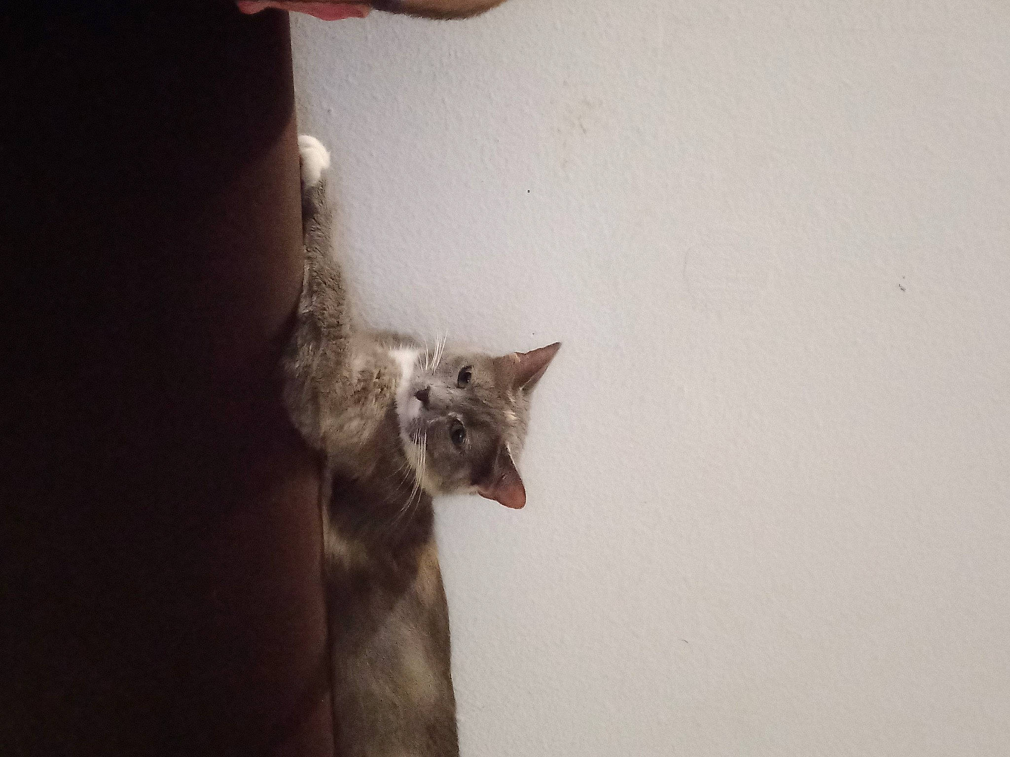 Sarabie a rejoint le concours — aidez-le/la à gagner de superbes lots ! carnivore, cat, domestic_short_haired_cat, ear, felidae, fur, gesture, paw, small_to_medium_sized_cats, snout, tail, whiskers, window, wood