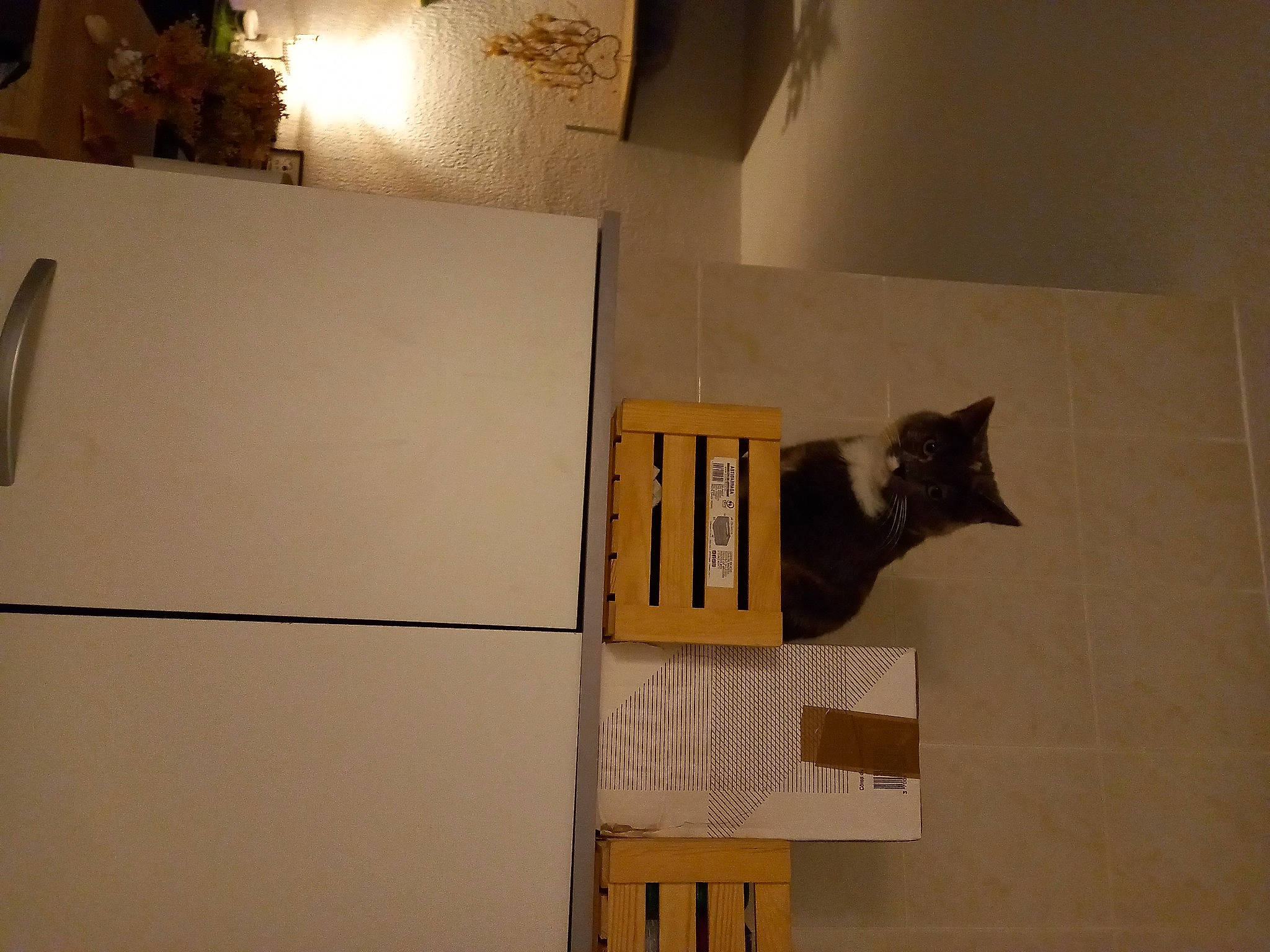 Sarabie participe au concours pour gagner de l'argent avec cette photo : art, building, cardboard, carnivore, cat, felidae, flooring, font, house, paper, paper_product, plaster, rectangle, room, shelving, small_to_medium_sized_cats, tail, visual_arts, window, wood