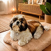 Barnabé a rejoint le concours — aidez-le/la à gagner de superbes lots ! dog, shih_tzu, pet, fluffy, brown_and_white, long_hair, lying_down, indoors, living_room, rug, wooden_floor, cozy, home_decor, plant, candles, furniture, portrait, collar, name_tag, well_groomed