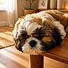 Barnabé participe au concours pour gagner de l'argent avec cette photo : dog, shih_tzu, small_dog, fluffy, long_hair, brown_white, pet, animal, face, nose, eyes, lying_down, resting, table, wooden_table, living_room, indoor, home, sunlight, portrait