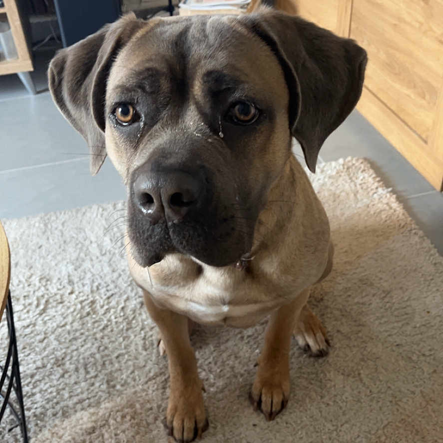 Bella participe au concours pour gagner de l'argent avec cette photo : animal, bulldog, canine, dog, egg, food, furniture, hardwood, hound, indoors, interiordesign, labradorretriever, lamp, lampshade, pet, plywood, puppy, sphere, tablelamp, wood