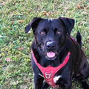 Oscar participe au concours pour gagner de l'argent avec cette photo : dog, black_dog, red_harness, grass, outdoor, pet, animal, sitting, leaves, nature, cute, friendly, canine, mammal, playful, tongue_out, alert, summer, daylight, companion