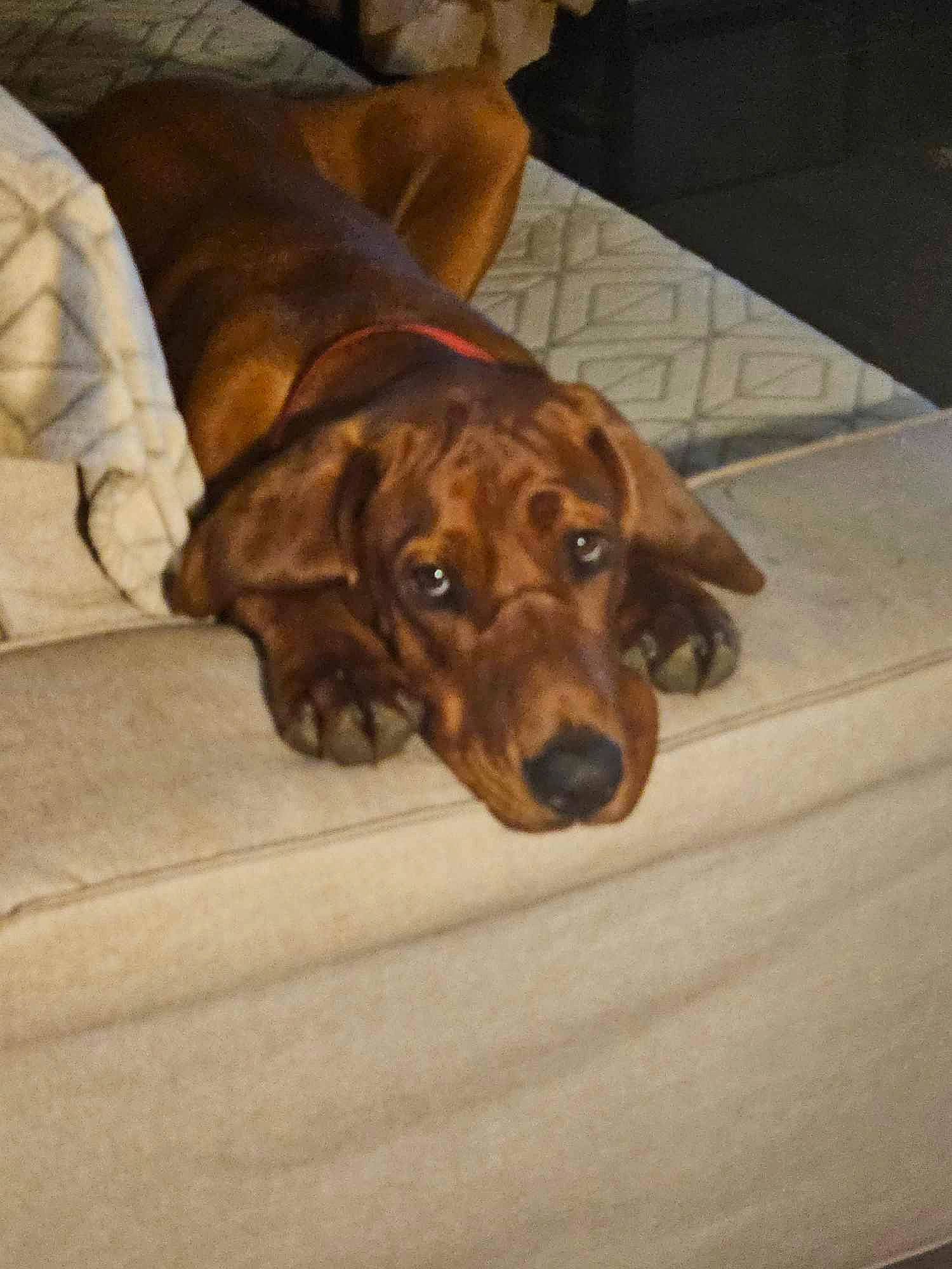 Pablo is registered to the contest to win money with this photo: brown, canidae, carnivore, comfort, companion_dog, dog, dog_breed, dog_supply, fawn, floor, flooring, fur, guard_dog, gun_dog, hardwood, liver, scent_hound, whiskers, wood, working_animal