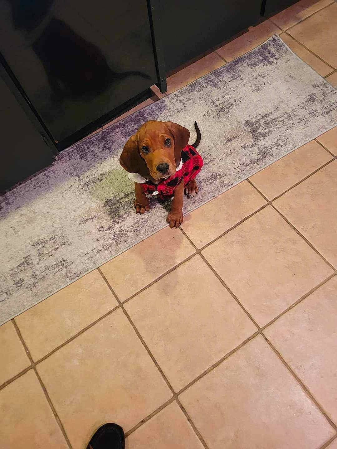 Pablo joined the competition — help win amazing prizes! brown, canidae, carnivore, companion_dog, dog, dog_breed, dog_supply, fawn, floor, flooring, handwriting, hardwood, pet_supply, rectangle, road_surface, sidewalk, snout, sporting_group, tile, wood