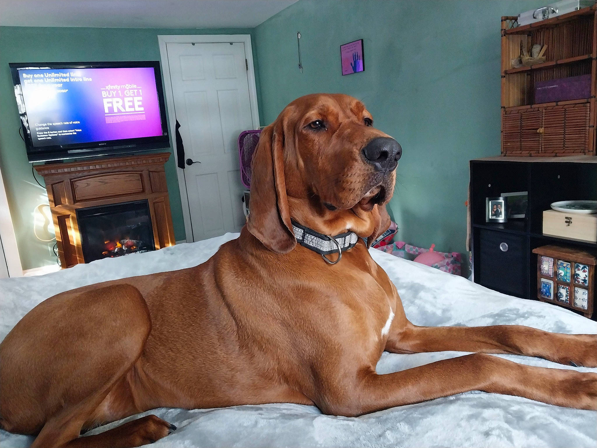 Pablo is registered to the contest to win money with this photo: cabinetry, carnivore, chest_of_drawers, collar, comfort, companion_dog, dog, dog_breed, dog_collar, drawer, fawn, fur, gun_dog, hardwood, liver, snout, sporting_group, tail, whiskers, working_animal