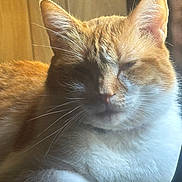 Harley is registered to the contest to win money with this photo: animal, cat, closeup, cute, domestic_animal, ears, feline, fluffy, fur, indoor, orange_cat, paw, pet, portrait, relaxed, resting, sleepy, soft_light, whiskers, white_fur