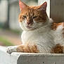 animal, calm, cat, closeup, concrete, cute, daylight, domestic_animal, ears, feline, fur, ledge, orange_cat, outdoor, pet, portrait, relaxed, resting, whiskers, white_cat