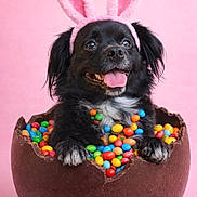 Ollie joined the competition — help win amazing prizes! adorable, animal, black_dog, bunny_ears, chocolate_egg, colorful_candy, cute, dog, easter_theme, festive, funny_costume, fur, holiday, indoor, pet, pink_background, playful, portrait, smiling, tongue_out