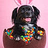 adorable, animal, black_dog, bunny_ears, chocolate_egg, colorful_candy, cute, dog, easter_theme, festive, funny_costume, fur, holiday, indoor, pet, pink_background, playful, portrait, smiling, tongue_out