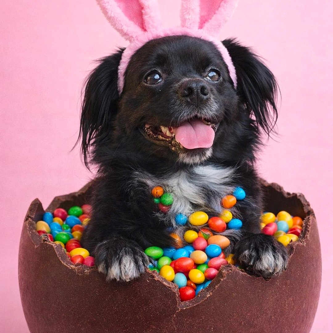 Ollie joined the competition — help win amazing prizes! adorable, animal, black_dog, bunny_ears, chocolate_egg, colorful_candy, cute, dog, easter_theme, festive, funny_costume, fur, holiday, indoor, pet, pink_background, playful, portrait, smiling, tongue_out