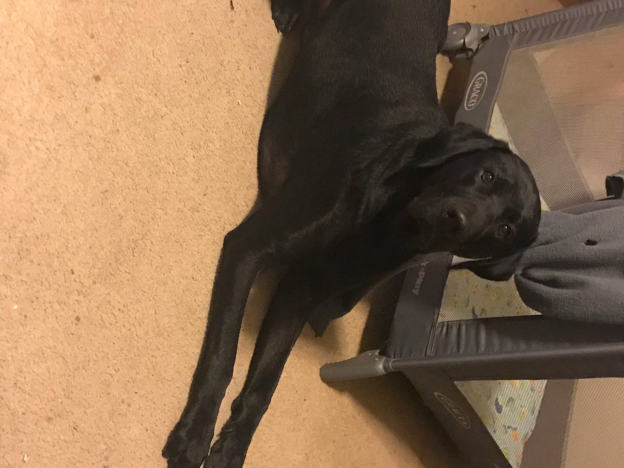 Midnight is registered to the contest to win money with this photo: cane_corso, canidae, carnivore, dog, dog_breed, fawn, great_dane, guard_dog, non_sporting_group, sporting_group, tail