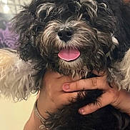 Cartier is registered to the contest to win money with this photo: dog, pet, animal, curly_fur, black_and_white, tongue_out, happy, cute, fluffy, hand, holding, indoor, smiling, portrait, canine, fur, companion, friendly, domestic_animal, closeup