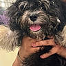 dog, pet, animal, curly_fur, black_and_white, tongue_out, happy, cute, fluffy, hand, holding, indoor, smiling, portrait, canine, fur, companion, friendly, domestic_animal, closeup