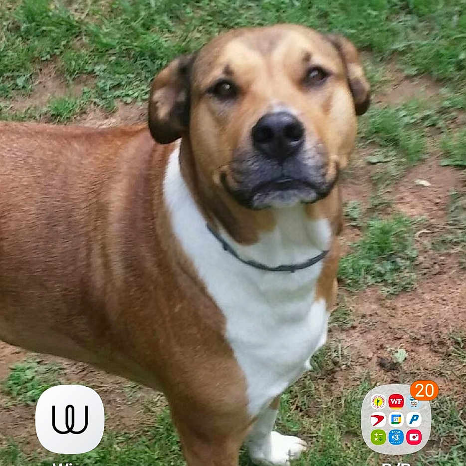 Lala joined the competition — help win amazing prizes! animal, ball, boxer, bulldog, canine, dog, electronics, football, grass, hound, lawn, mobilephone, pet, phone, pitbull, plant, soccer, soccerball, sport, text