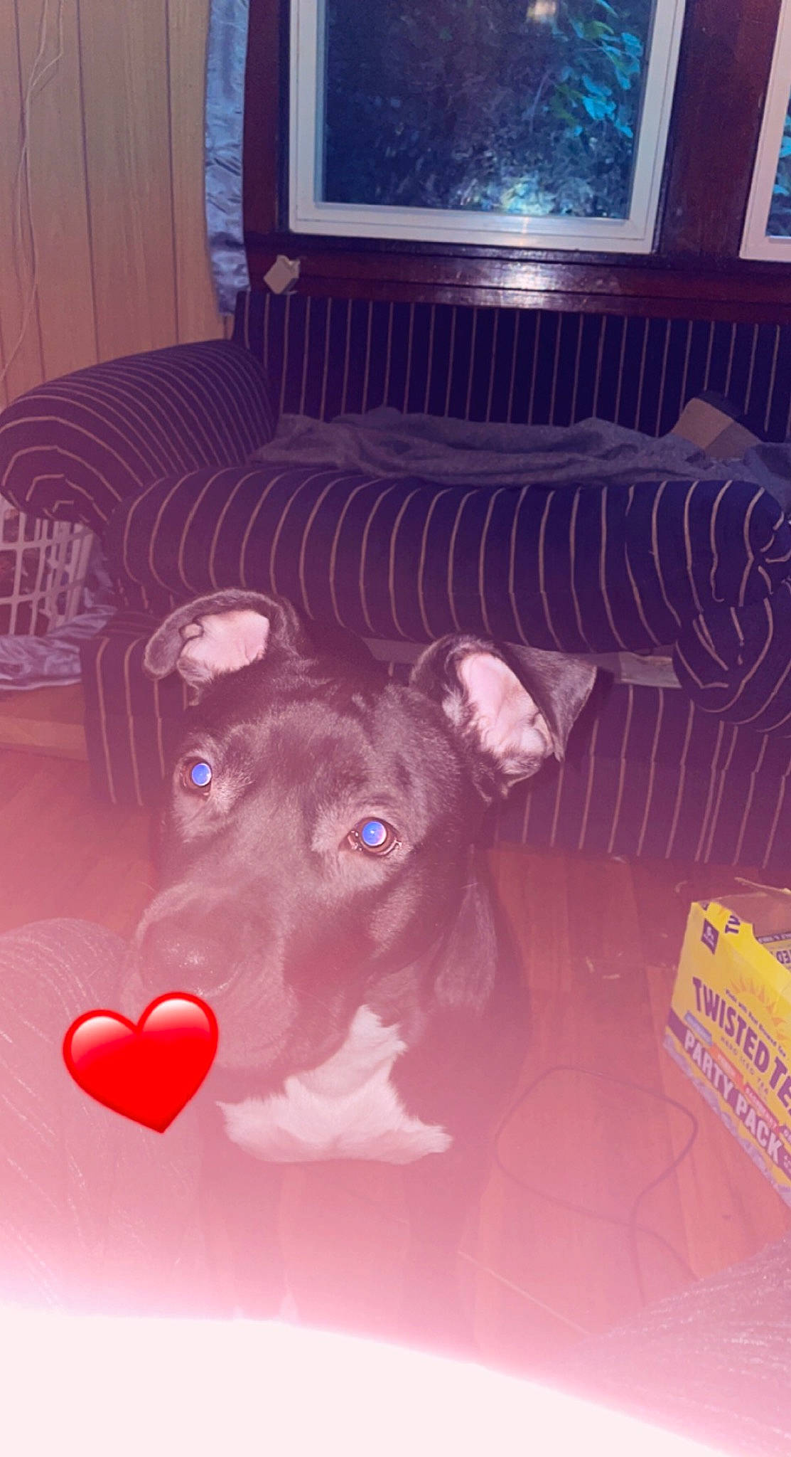 King joined the competition — help win amazing prizes! art, carnivore, companion_dog, dog, dog_breed, fawn, flooring, hardwood, light, line, magenta, pink, purple, room, snout, tail, toy, window_blind, wood, working_animal