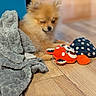 Koda participe au concours pour gagner de l'argent avec cette photo : dog, puppy, fluffy, small_dog, winking, sitting, toy, plush_toy, blanket, gray_blanket, polka_dot, wooden_floor, indoor, home, cozy, candid, portrait, pet, orange_fur, playful