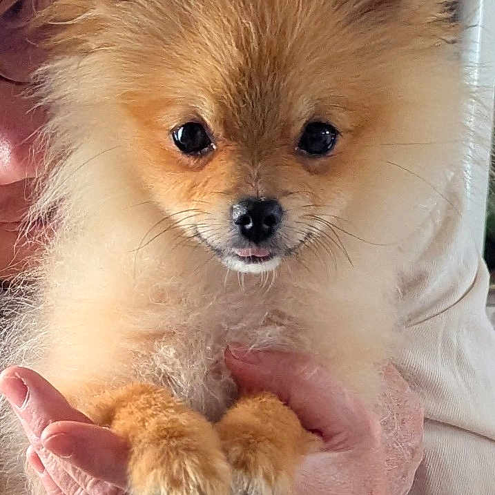 Koda a rejoint le concours — aidez-le/la à gagner de superbes lots ! dog, pomeranian, puppy, fluffy, small_dog, portrait, close_up, fur, golden, brown, black_eyes, tongue, paws, being_held, human_hand, indoor, pet, cute, adorable, photography