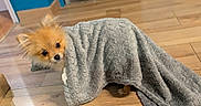 Koda participe au concours pour gagner de l'argent avec cette photo : dog, puppy, small_dog, fluffy, pomeranian, orange_fur, blanket, gray_blanket, covered, peeking, eyes, ears, indoor, wooden_floor, home, cute, funny, portrait, pet, cozy
