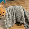 dog, puppy, small_dog, fluffy, pomeranian, orange_fur, blanket, gray_blanket, covered, peeking, eyes, ears, indoor, wooden_floor, home, cute, funny, portrait, pet, cozy