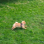 Koda participe au concours pour gagner de l'argent avec cette photo : cat, kitten, ginger_cat, fluffy, harness, outdoor, grass, lawn, garden, forest, trees, nature, animal, pet, running, playing, crawling, side_view, greenery, photography