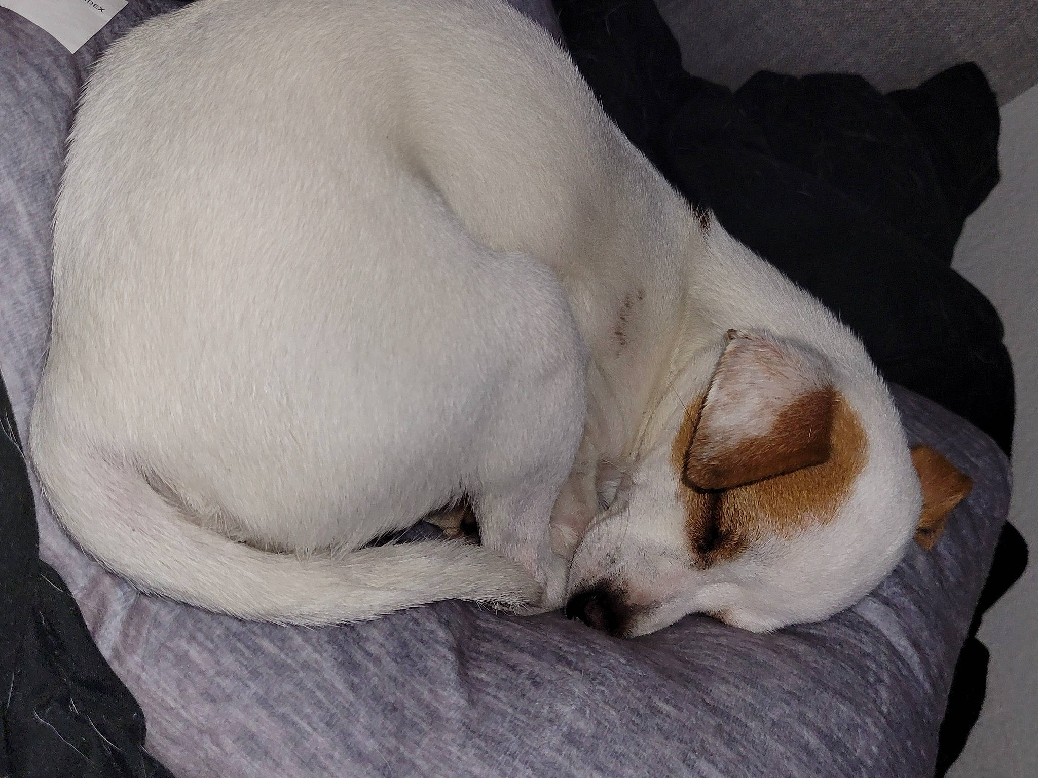 Rosie joined the competition — help win amazing prizes! canidae, carnivore, cat, comfort, companion_dog, dog, dog_breed, ear, fawn, felidae, fur, linens, paw, small_to_medium_sized_cats, snout, sporting_group, tail, terrestrial_animal, whiskers, working_animal